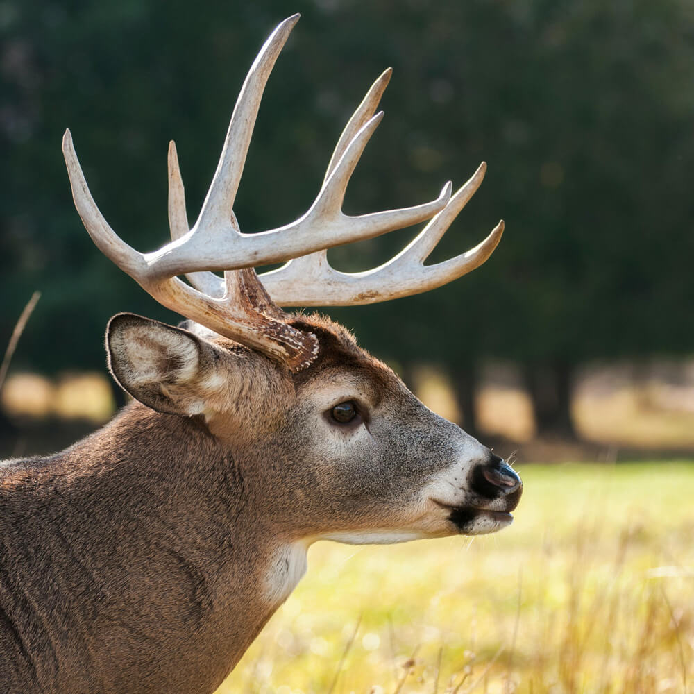 Whitetail_Buck Whitetail Buck