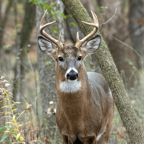Whitetail Buck